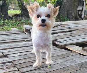 Father of the Morkie-Pembroke Welsh Corgi Mix puppies born on 05/21/2026