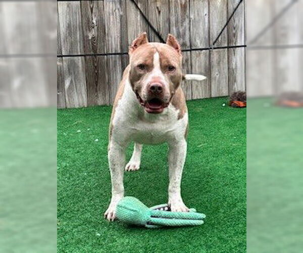 Medium Photo #4 American Staffordshire Terrier Puppy For Sale in Rockaway, NJ, USA