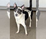 Small #1 Mutt