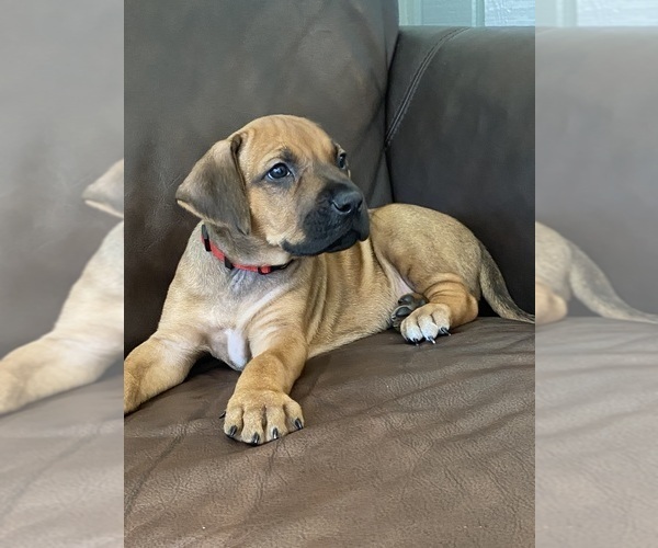 Medium Photo #1 Rhodesian Ridgeback Puppy For Sale in KELLER, TX, USA
