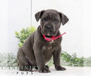 Cane Corso Puppy for sale in GORDONVILLE, PA, USA