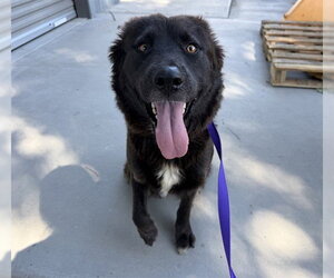 Australian Shepherd-Unknown Mix Dogs for adoption in San Bernardino, CA, USA
