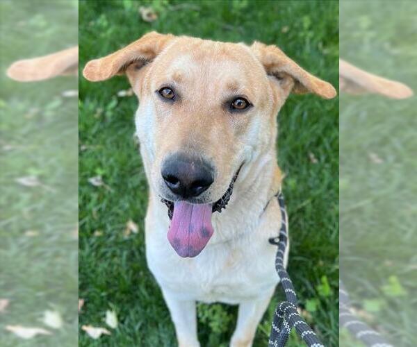 Medium Photo #2 Shepradors Puppy For Sale in Woodland, CA, USA