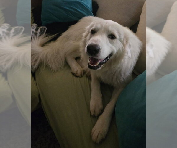 Medium Photo #1 Great Pyrenees Puppy For Sale in Dallas, TX, USA