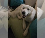 Small Great Pyrenees
