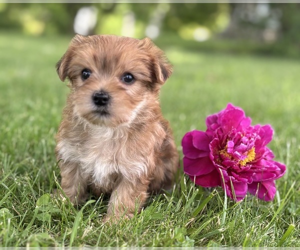 Medium Photo #5 Morkie Puppy For Sale in ROCK STREAM, NY, USA