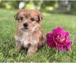 Small #4 Morkie