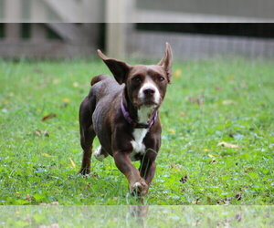 Brownie MC - Female Doxle Dog for Adoption - Photo #9