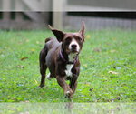 Small Photo #9 Doxle Puppy For Sale in Aurora, IN, USA