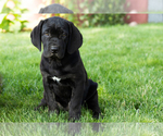 Puppy Daisy Cane Corso