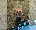 Small #3 Mutt