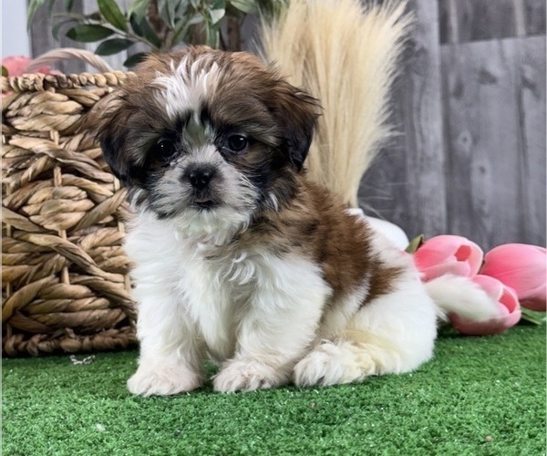 Medium Photo #4 Shih Tzu Puppy For Sale in CANOGA, NY, USA