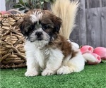 Small #3 Shih Tzu