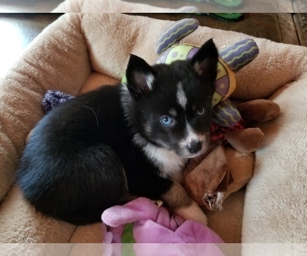 Medium Photo #4 Pomsky Puppy For Sale in SAN DIEGO, CA, USA