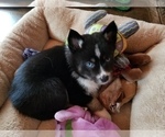 Small Photo #4 Pomsky Puppy For Sale in SAN DIEGO, CA, USA