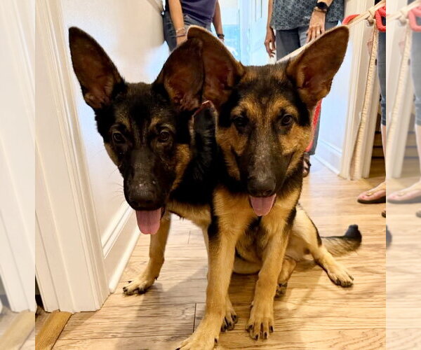 Medium Photo #2 German Shepherd Dog Puppy For Sale in Spring Lake, NC, USA