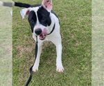Small #7 American Bulldog-Dalmatian Mix