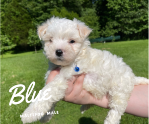 Maltipoo Puppy for sale in TRAFALGAR, IN, USA