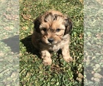 Small Photo #4 Shih-Poo Puppy For Sale in BOWLING GREEN, KY, USA