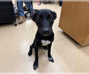Labrador Retriever-Unknown Mix Dogs for adoption in San Clemente, CA, USA