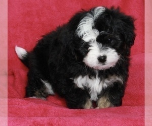 Aussie-Poo Puppy for sale in FREDERICKSBURG, OH, USA
