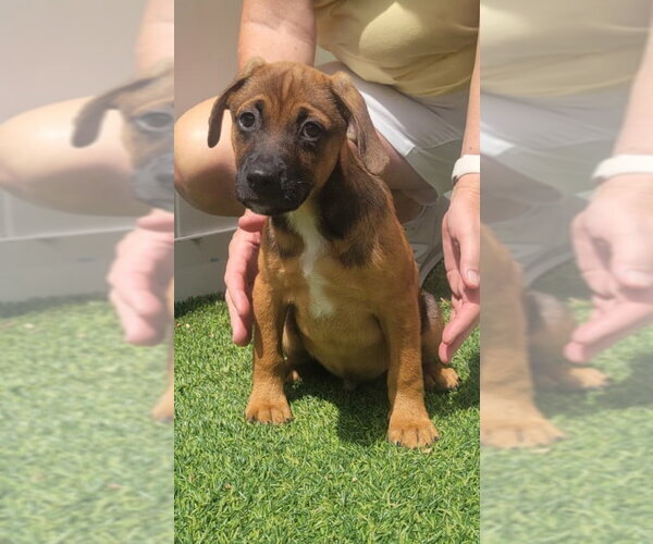 Medium Photo #3 Dachsador Puppy For Sale in Pompano Beach , FL, USA