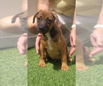 Small #2 Dachsador