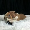 Small Photo #13 Beagle Puppy For Sale in CHATTANOOGA, TN, USA