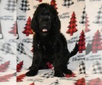 Small Photo #2 Poodle (Standard) Puppy For Sale in ASPERMONT, TX, USA