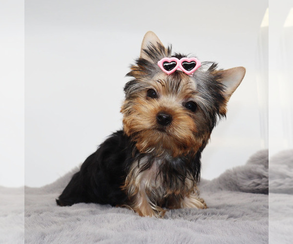 Medium Photo #4 Yorkshire Terrier Puppy For Sale in LOS ANGELES, CA, USA