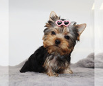 Small #3 Yorkshire Terrier