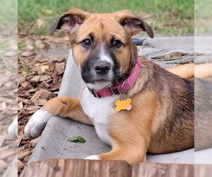 Diamond - Female German Shepherd Dog-Unknown Mix Dog for Adoption - Photo #2