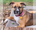 Small Photo #2 German Shepherd Dog-Unknown Mix Puppy For Sale in Minneapolis, MN, USA