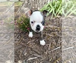 Small #4 Boston Terrier