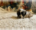Small Photo #17 Zuchon Puppy For Sale in GALENA, NV, USA
