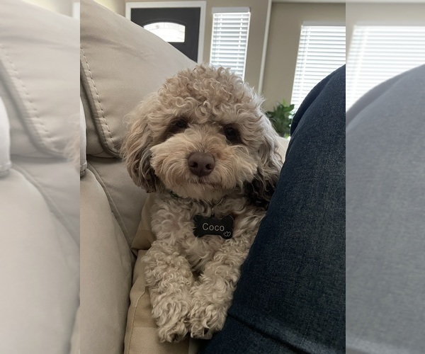 Medium Photo #1 Poodle (Toy) Puppy For Sale in MURRIETA, CA, USA