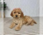 Small Photo #5 Cavapoo Puppy For Sale in GREENFIELD, IN, USA