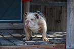 Small Photo #12 English Bulldog Puppy For Sale in LOS ANGELES, CA, USA