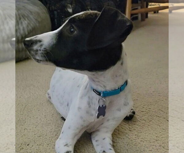 Medium Photo #8 Mutt Puppy For Sale in Oak Bluffs, MA, USA