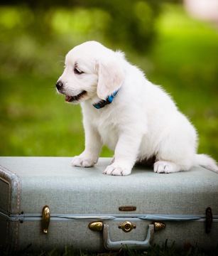 Medium Photo #1 Golden Retriever Puppy For Sale in LA PORTE, TX, USA