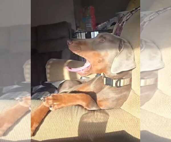 Medium Photo #5 Doberman Pinscher Puppy For Sale in Buffalo, MN, USA