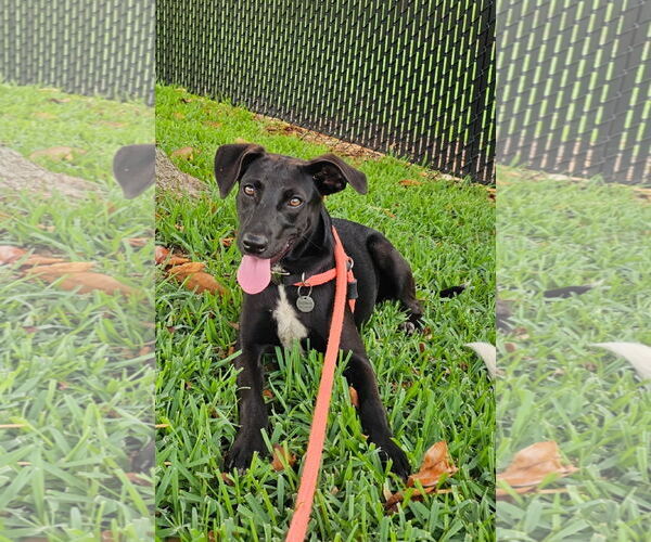 Medium Photo #4 Labrador Retriever-Unknown Mix Puppy For Sale in Rockaway, NJ, USA