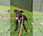 Small #3 Labrador Retriever Mix