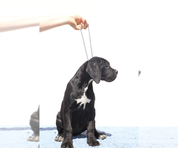 Medium Photo #5 Cane Corso Puppy For Sale in Potoceni, Buzau, Romainia
