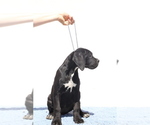 Small #4 Cane Corso