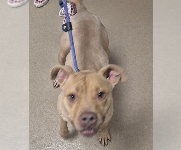 Medium Photo #2 Mutt Puppy For Sale in Decatur, IL, USA