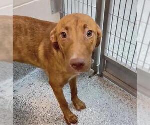 CHRISTINA - Female Labrador Retriever-Unknown Mix Dog for Adoption - Photo #2