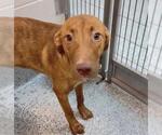 Small #1 Labrador Retriever Mix