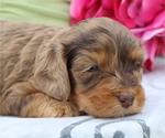 Small #4 Cavapoo