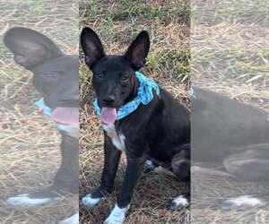 Medium Australian Kelpie Mix